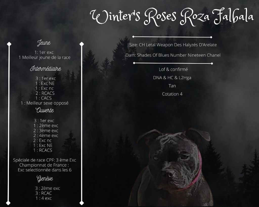 Winter's Roses - Résultats de Roza
