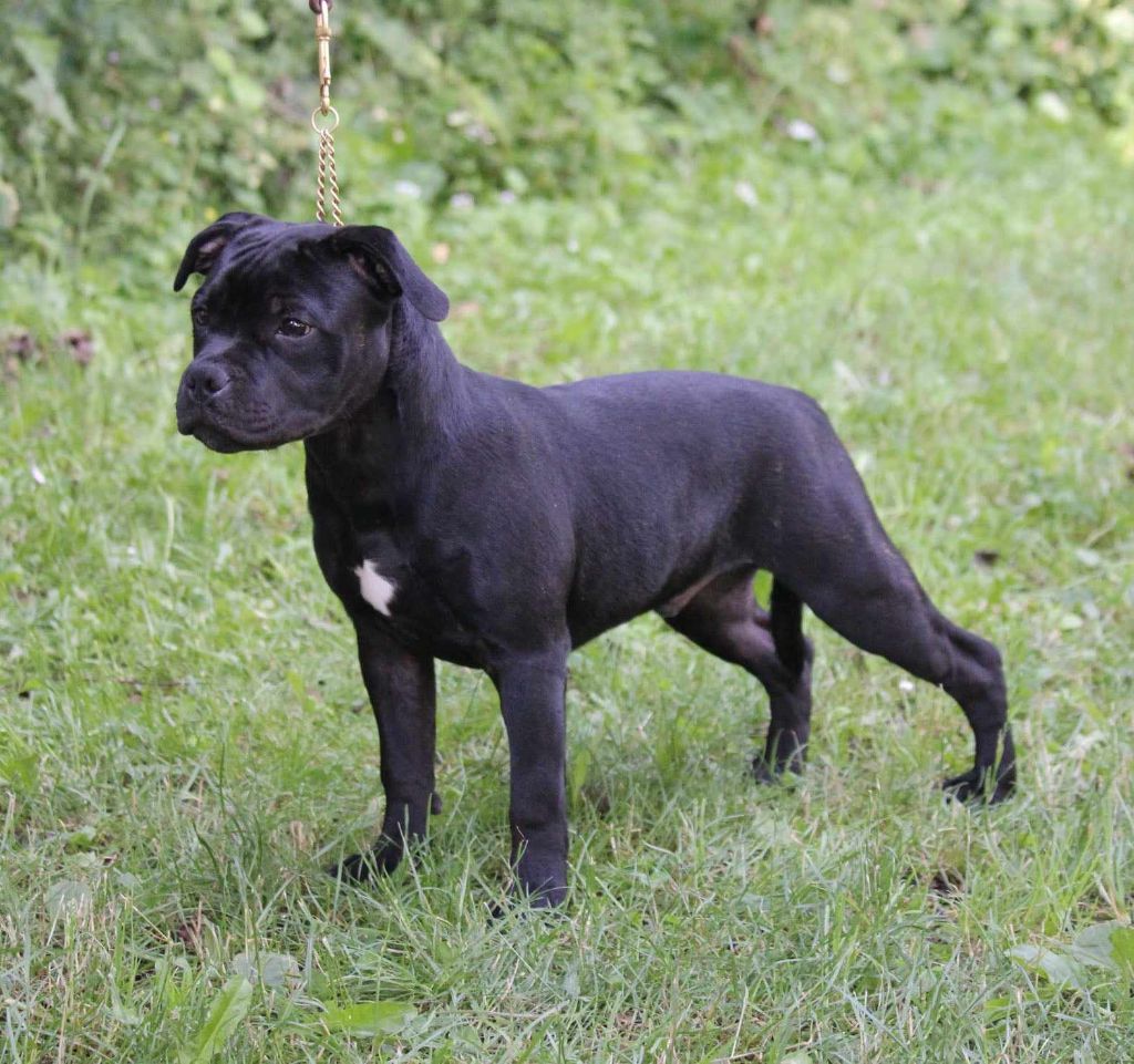 Winter's Roses - Chiot disponible  - Staffordshire Bull Terrier