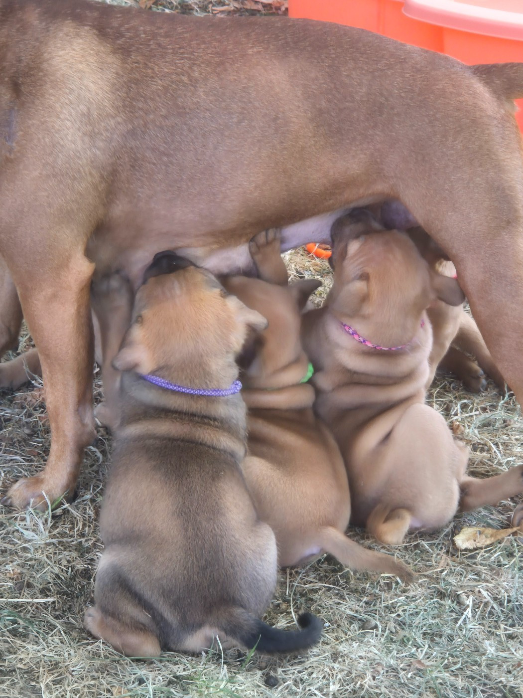 Chiot Staffordshire Bull Terrier Winter's Roses