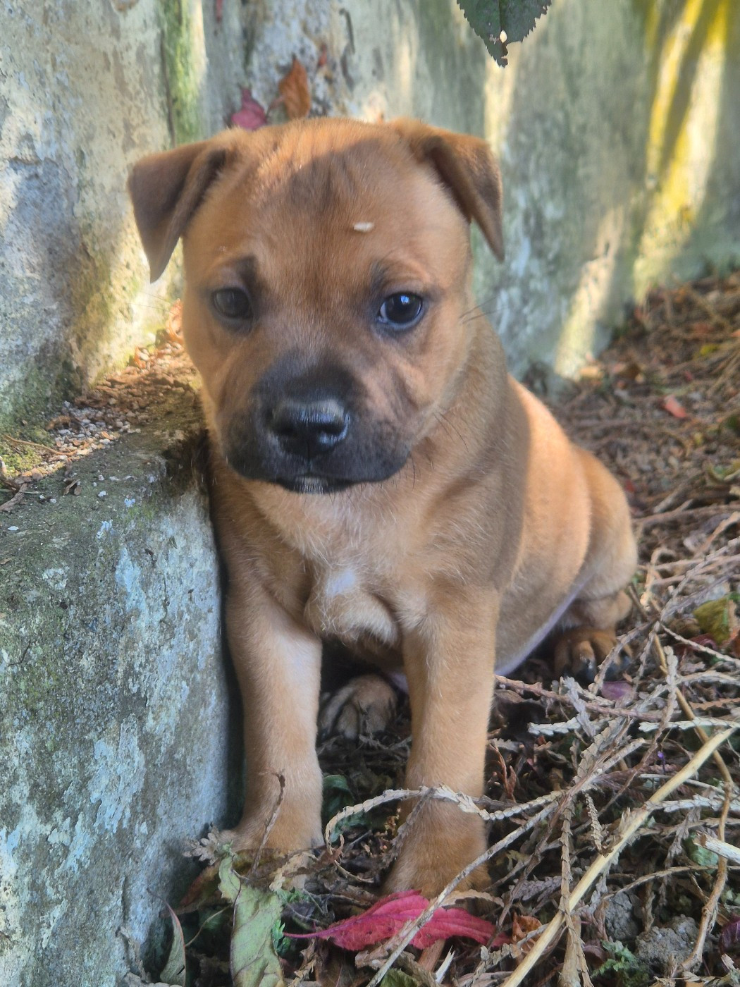 Winter's Roses - Chiots disponibles - Staffordshire Bull Terrier