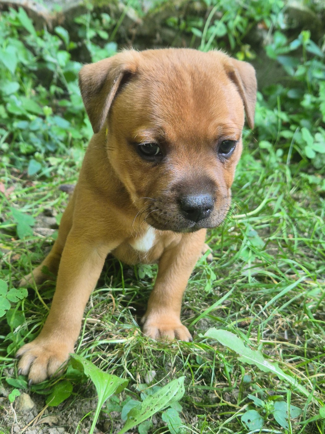 Winter's Roses - Chiots disponibles - Staffordshire Bull Terrier