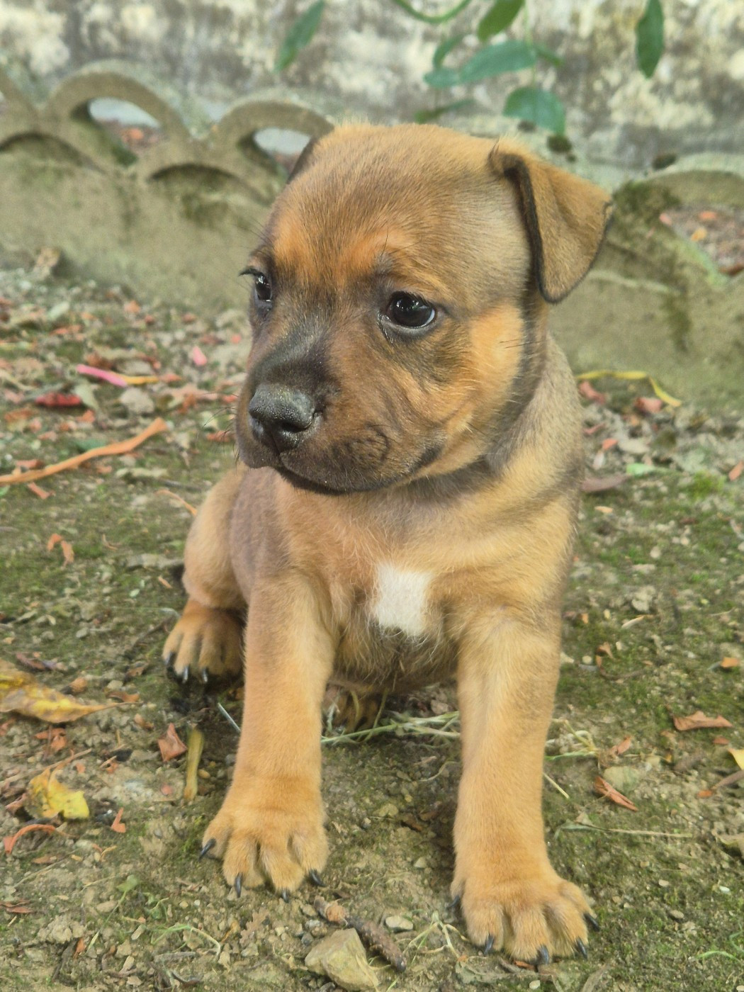 Winter's Roses - Chiots disponibles - Staffordshire Bull Terrier