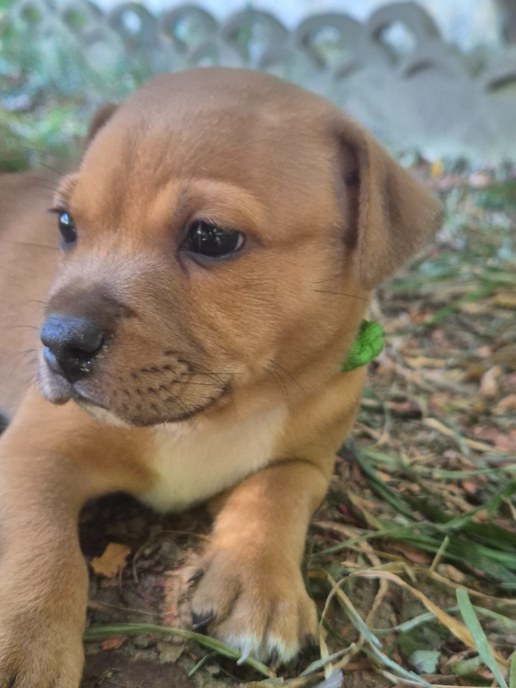 Winter's Roses - Chiots disponibles - Staffordshire Bull Terrier