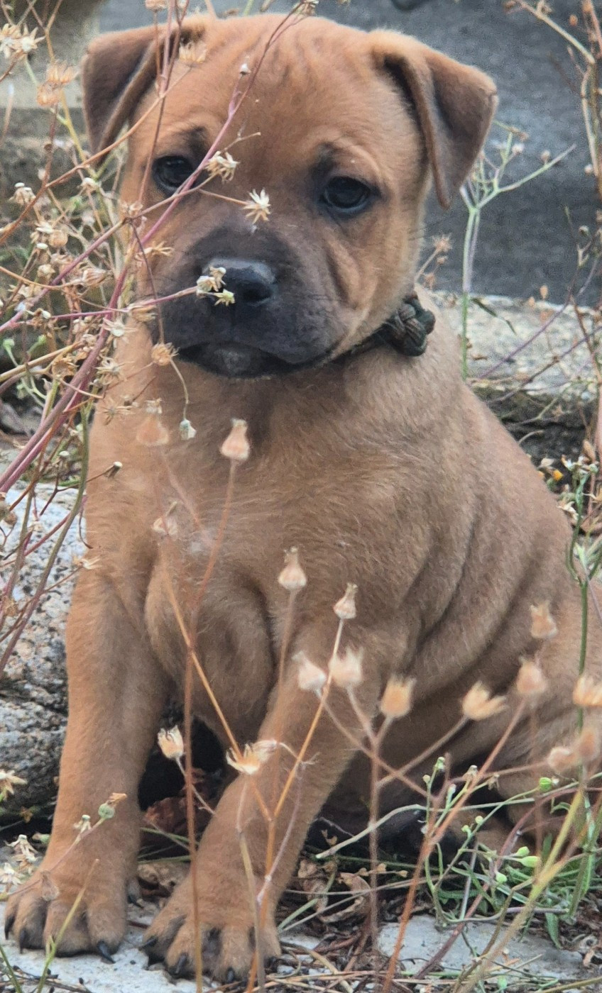 Winter's Roses - Chiots disponibles - Staffordshire Bull Terrier