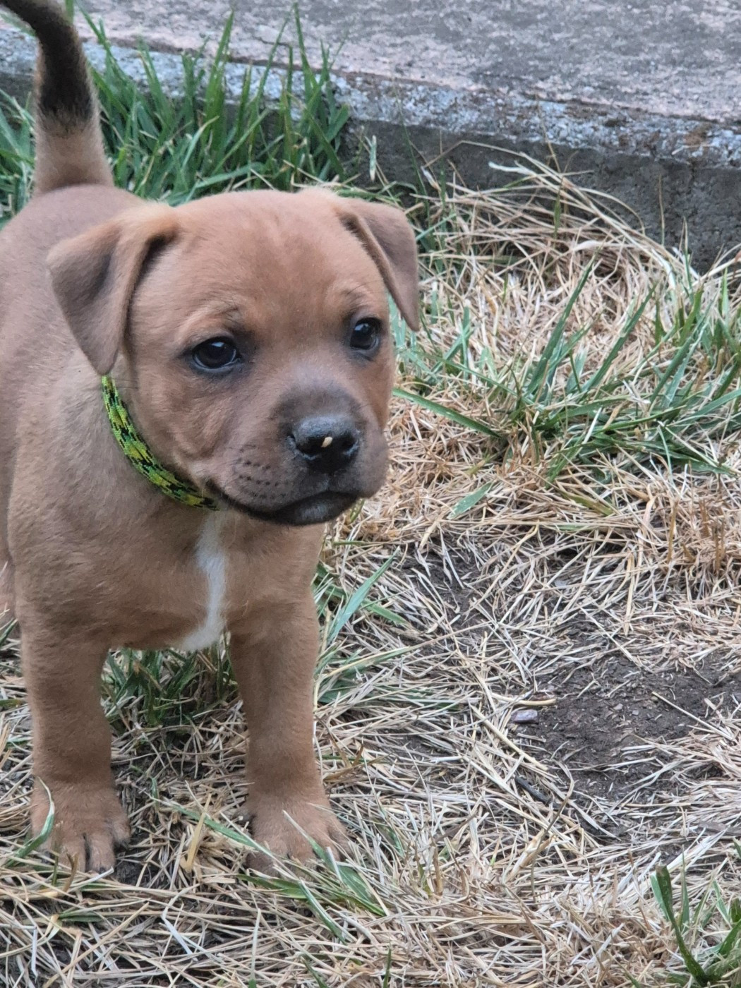 Winter's Roses - Chiots disponibles - Staffordshire Bull Terrier