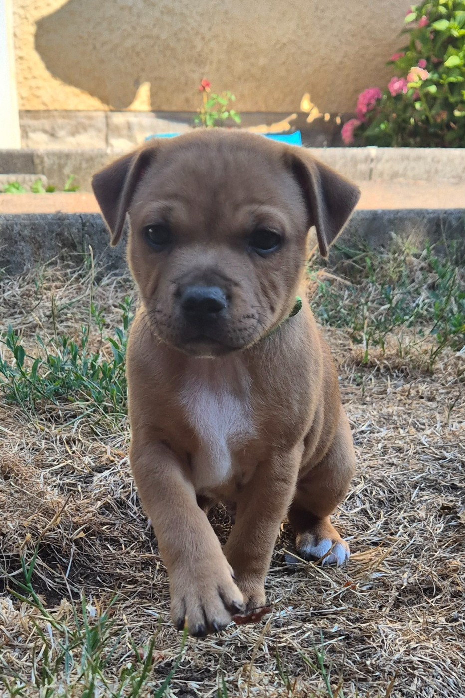 Winter's Roses - Chiots disponibles - Staffordshire Bull Terrier