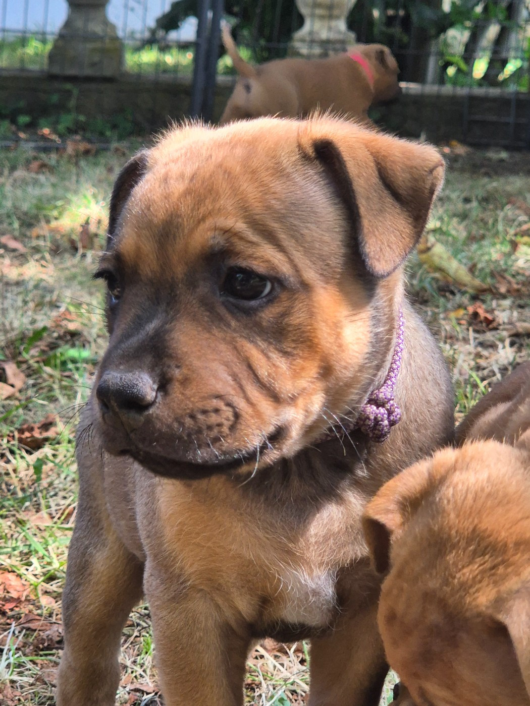 Winter's Roses - Chiots disponibles - Staffordshire Bull Terrier