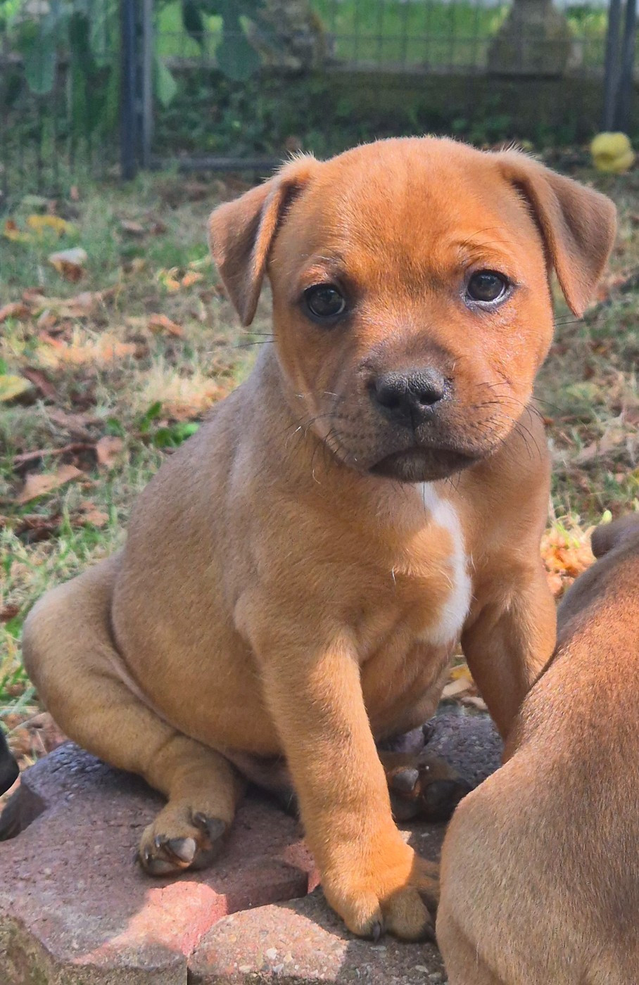 Winter's Roses - Chiots disponibles - Staffordshire Bull Terrier